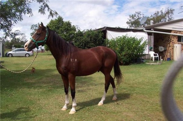 Stunning bay thoroughbred. He is a very quiet horse for like nearly a begginer. he's great to s,f,c ect. he's good with other animals and loves attention only for sale due to no fault of his own just don't have time for him and i don't want him to go to waste. $1500 ono QLD