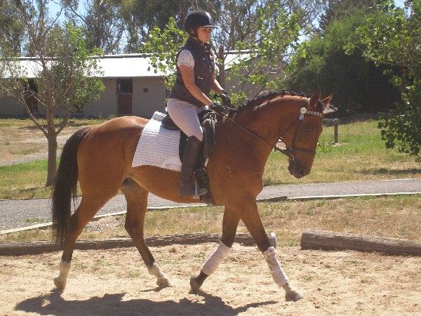 WB built 16 h.h show quality 8yr Bay Gelding. *Training Novice Dressage, Prelim + Xc & Basic SJ. *Been out & about to local comps & trail riding and is suitable to a educated rider to bring him up the ranks to his full potential. *He is handsome to show, bold enough for... $2100 NSW