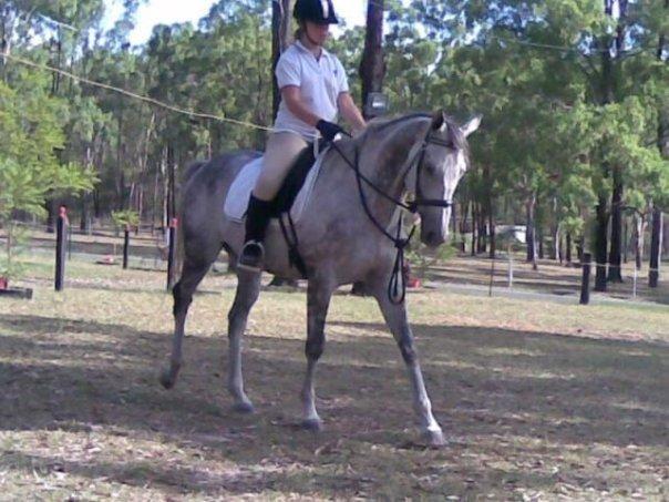 Future small show hack. Gorgeous 9 year old grey gelding. Shiloh is in good, fat paddock condition. He is a very reliable young horse who is virtually bomb proof. He will go anywhere without a hassle, whether it be busy main roads, local parks, a friends arena or the showgrounds .... $2000 neg Qld