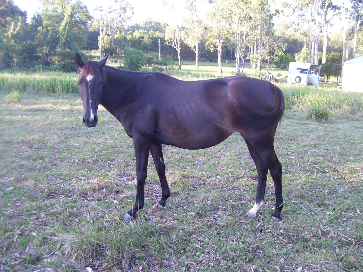Quiet mare needs new home $1900 QLD. green broken, very quiet and easy going, never put a foot wrong under the saddle, great ground manners, never raced...