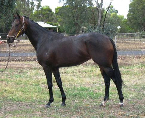 Limited lease shares available in a 2yo Invicible Spirit Filly $30pw VIC