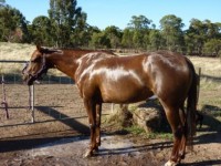 STUNNING MARE $1500 neg