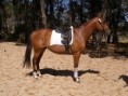 Show Royal,Novice Dressage, Prelim XC, 80cm SJ $2100 NSW