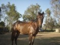 Well mannered youngster - BARGAIN!! $2000 neg QLD
