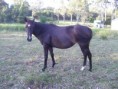 Quiet mare needs new home $1900 QLD