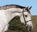 WANTED Grey gelding, filly or mare off the track or untried to $1200 QLD